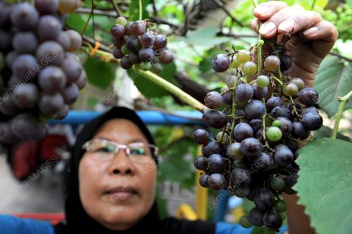 PG11_12062012_BERBUAH