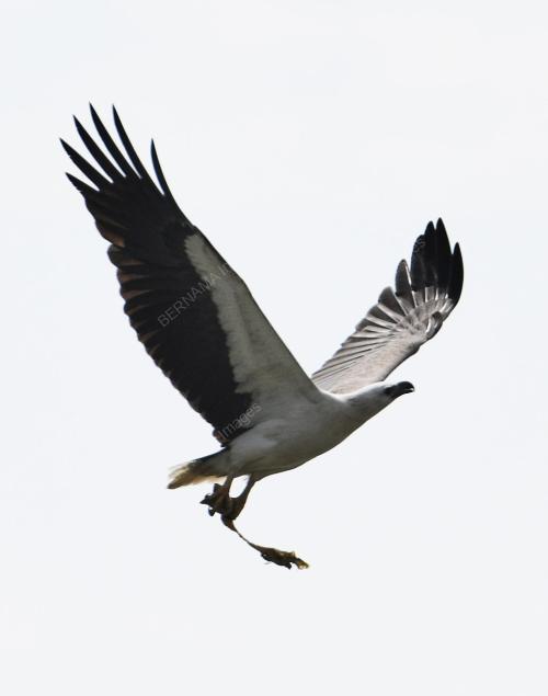 BURUNG HELANG