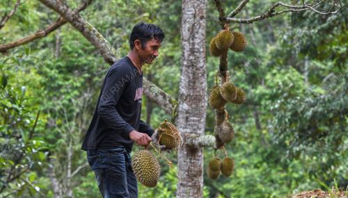 MUSIM_DURIAN
