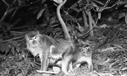 PG12_05022015_TAMAN_BOTANI