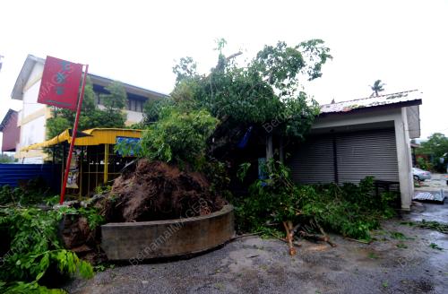 PG12_06052019_POKOK