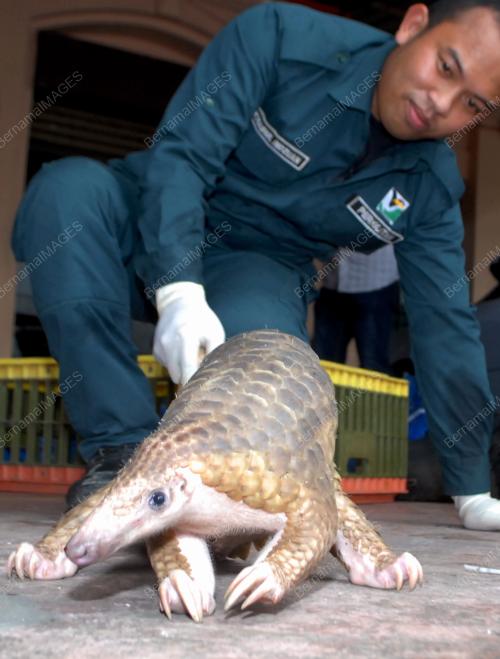 PG12_06112015_TENGGILING