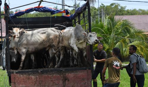 LEMBU_AIDILADHA