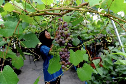 PG12_12062012_POKOK_ANGGUR