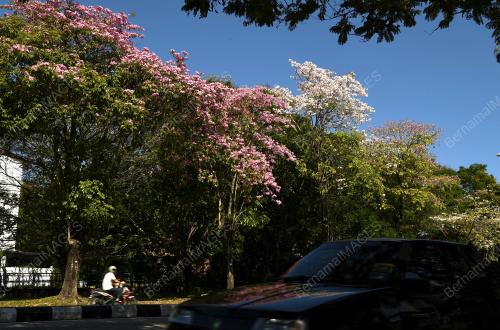 BUNGA SAKURA