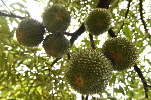 MUSIM_DURIAN