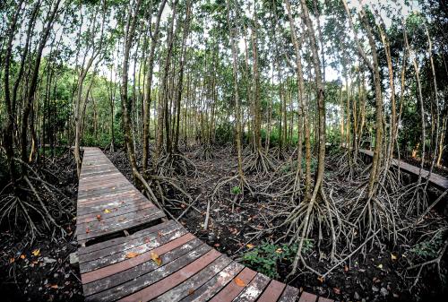 HUTAN PAYA BAKAU DI BALIK PULAU