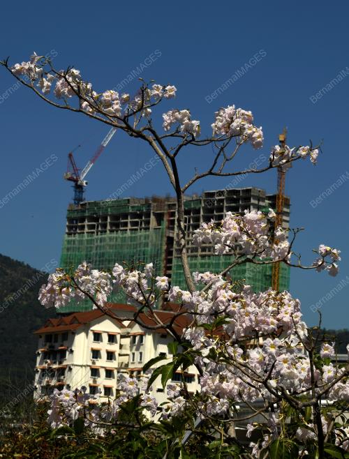 BUNGA SAKURA