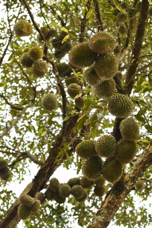 MUSIM_DURIAN