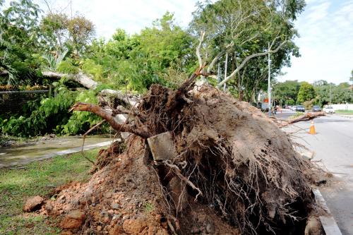 PG14_14062013_POKOK_TERCABUT