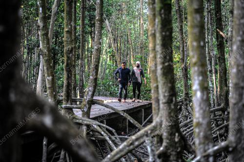 HUTAN PAYA BAKAU DI BALIK PULAU