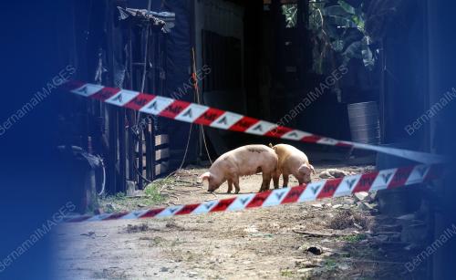 AFRICAN SWINE FEVER (ASF)