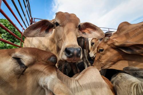 LEMBU KORBAN