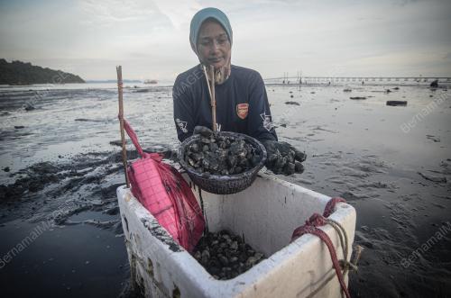 PENCARI KEPAH