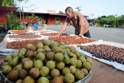 PG17_24042013_BUAH_PALA