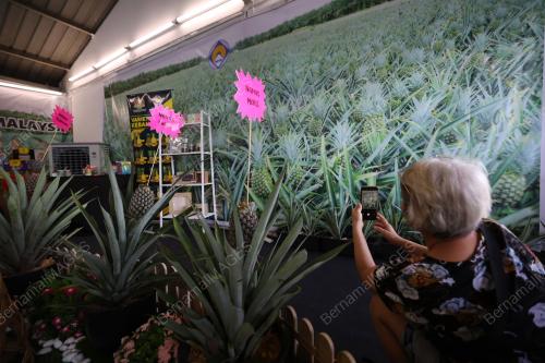 LEMBAGA PERINDUSTRIAN NANAS MALAYSIA