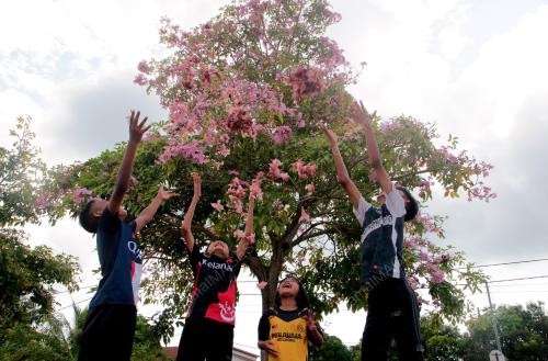 BUNGA POKOK TECOMA BERKEMBANG MEKAR MUSIM PANAS