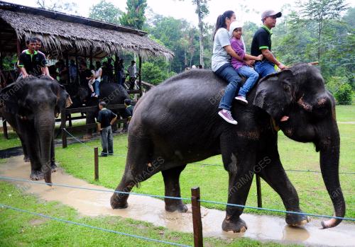 PH01_02012012_GAJAH