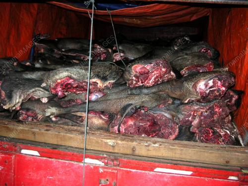 DAGING BABI
