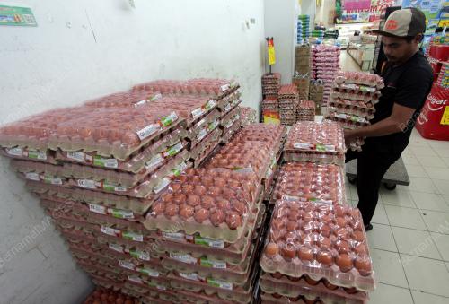 SUBSIDI TELUR AYAM