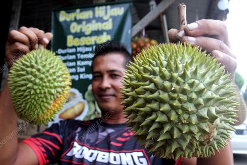 DURIAN HIJAU KAMPUNG BESERAH
