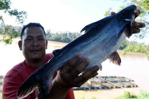 PH01_04052018_IKAN_PATIN