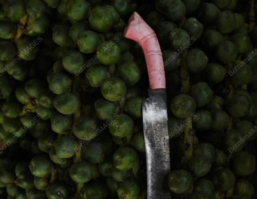 BUAH KABUNG LARIS BULAN PUASA