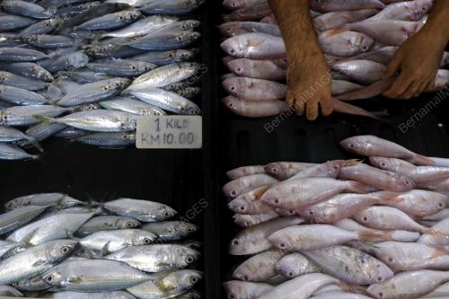 TINJAUAN DI PASAR IKAN