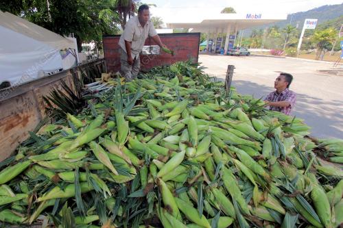 PH01_05052014_JAGUNG