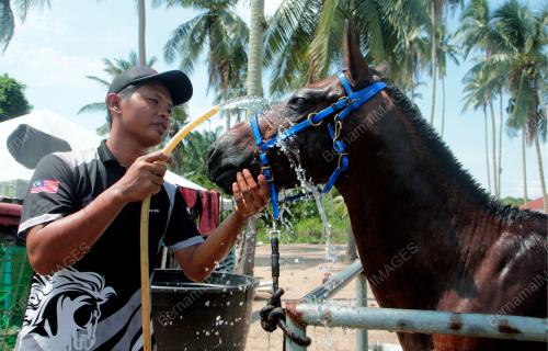 MANDIKAN KUDA AGAR SENTIASA SEGAR