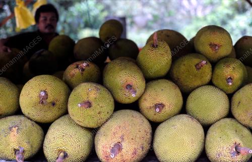 PH01_05092012_NANGKA