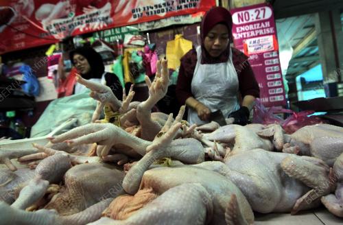 BEKALAN AYAM SEMAKIN STABIL