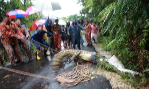 BUAYA