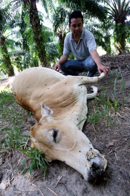 LEMBU MATI