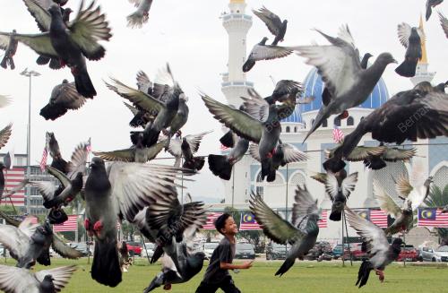 BURUNG MERPATI LIAR