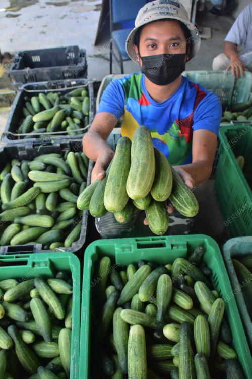 GRADUAN UNIVERSITI JUAL SAYUR