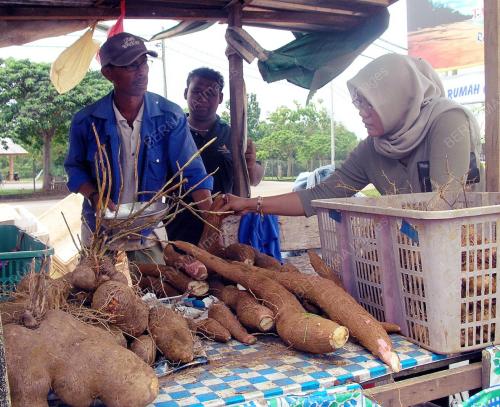 UBI_REZEKI MUSIM TENGKUJUH