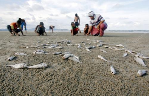 PH01_09052016_IKAN_MATI
