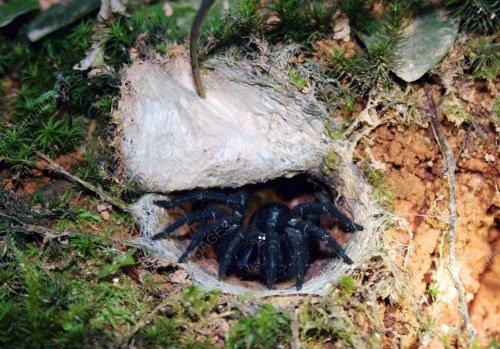 LABAH-LABAH TARANTULA