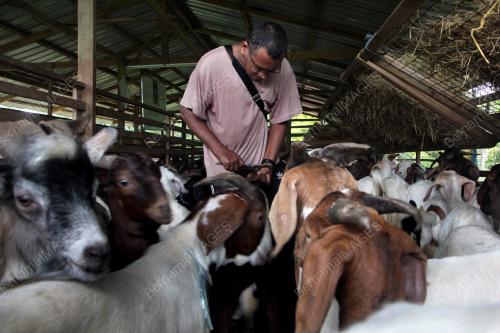 TINJAUAN KAMBING UNTUK DIKORBANKAN