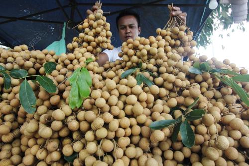 PH01_09082017_LONGAN