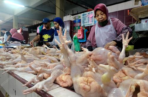 BEKALAN AYAM CUKUP MENJELANG RAMADAN
