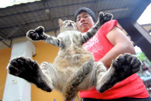 KUCING BERJARI ENAM