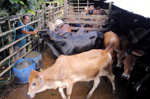 PH01_11102013_LEMBU