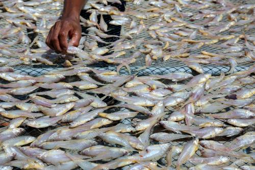 CUACA PANAS RAHMAT BUAT PENGUSAHA IKAN MASIN