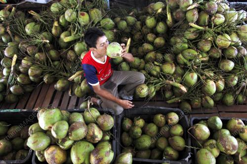 PH01_13042016_PANAS_KELAPA