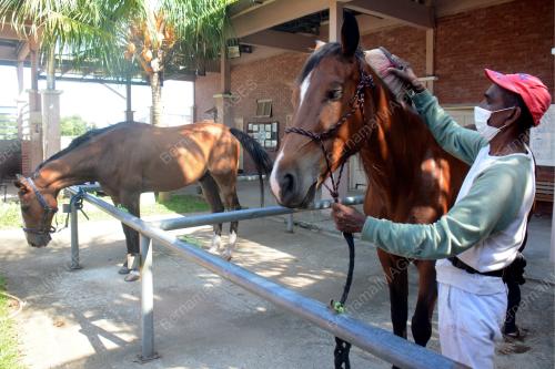 EQUASTRIAN DIBENARKAN BEROPERASI