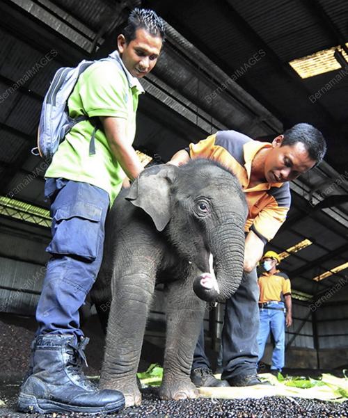 PH01_14072013_GAJAH
