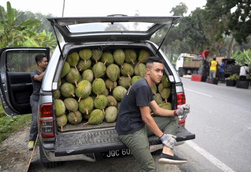 PH01_14072018_DURIAN