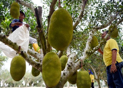 PH01_15072019_NANGKA